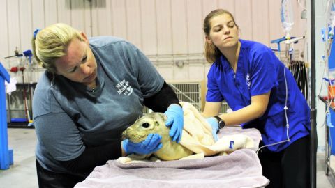 Doughty's group provides care for critically ill and injured seals.