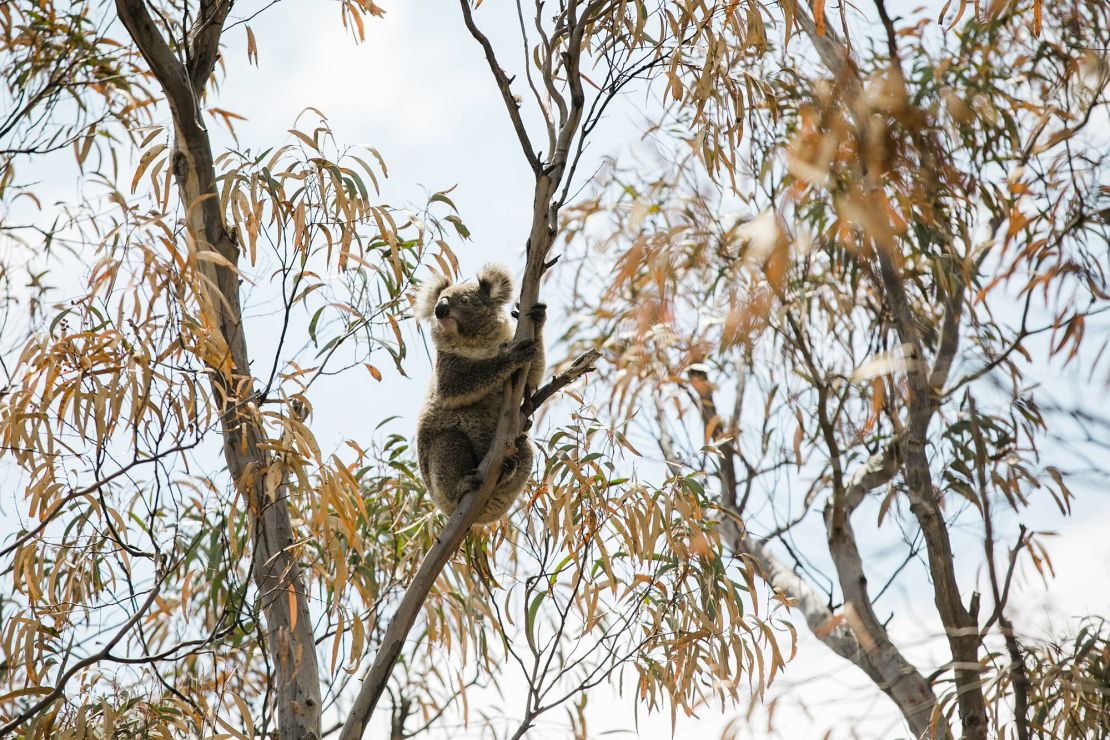 01 koala status