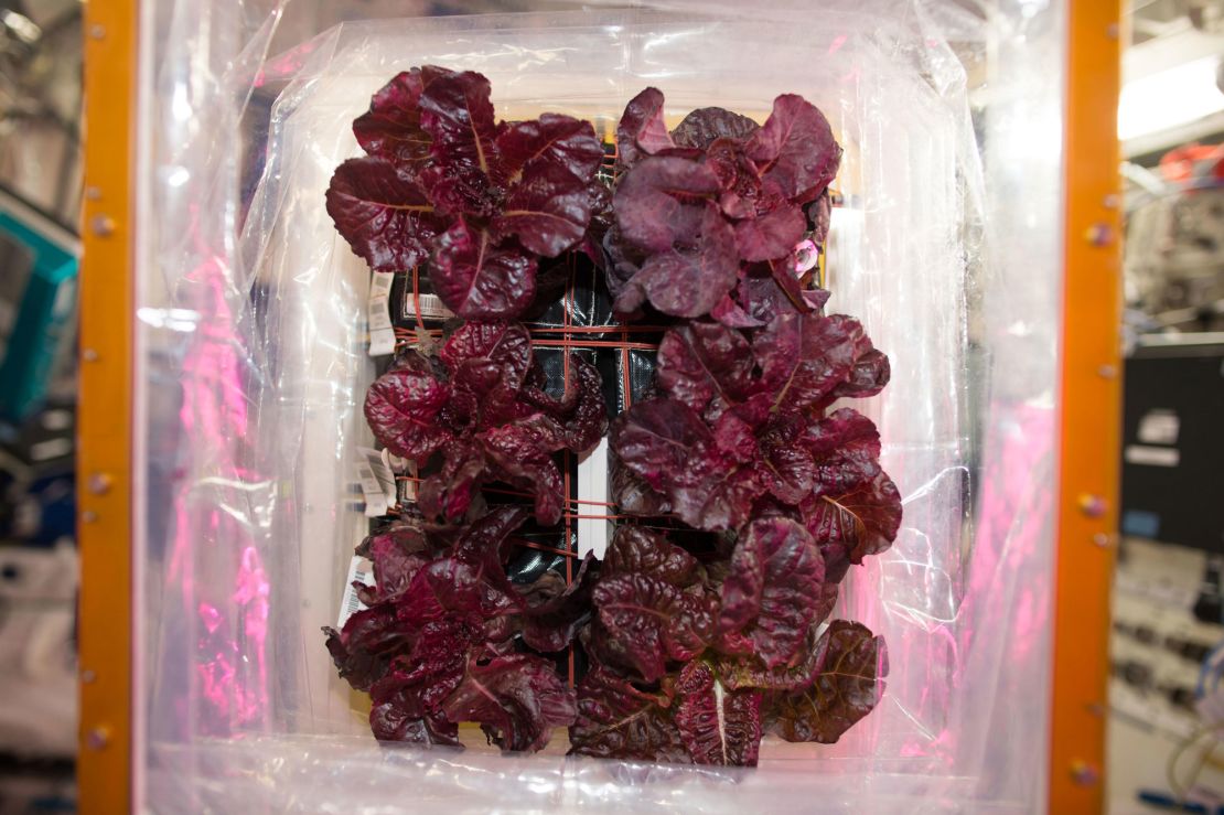 Red romaine lettuce was one of the first plants grown on the space station.