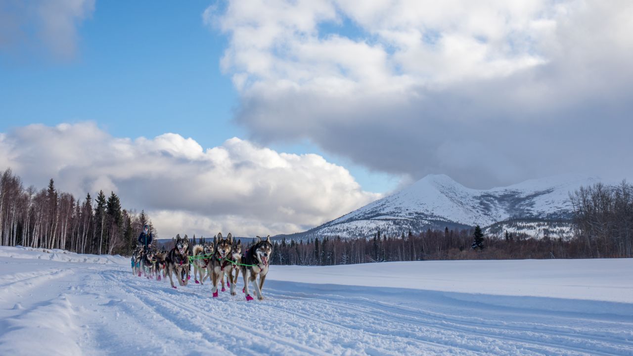 <strong>The Iditarod: </strong>This famous dogsled race is named after the Iditarod Trail, an old mail and supply route traveled by dogsleds from Seward and Knik to Nome, Alaska. 