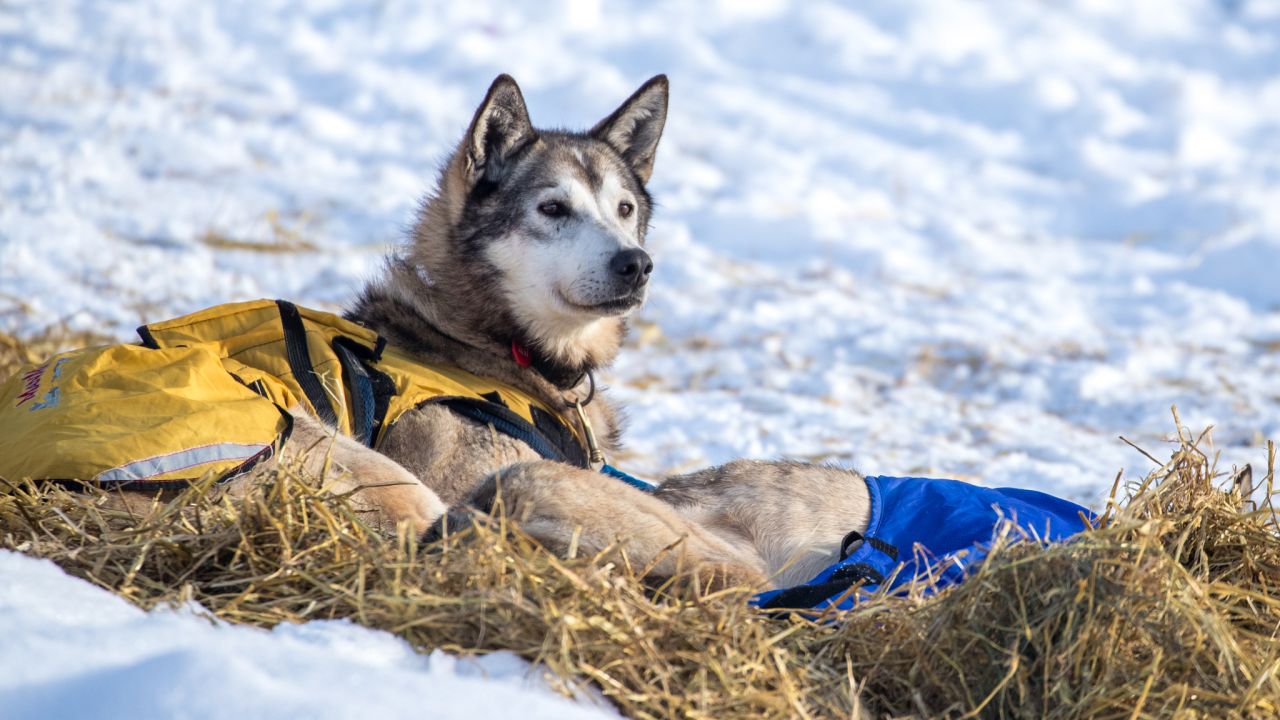 <strong>An Alaskan tradition</strong>: The Iditarod has been an annual sporting event since 1973, bringing hundreds of spectators and mushers (competitors) from across the world. 