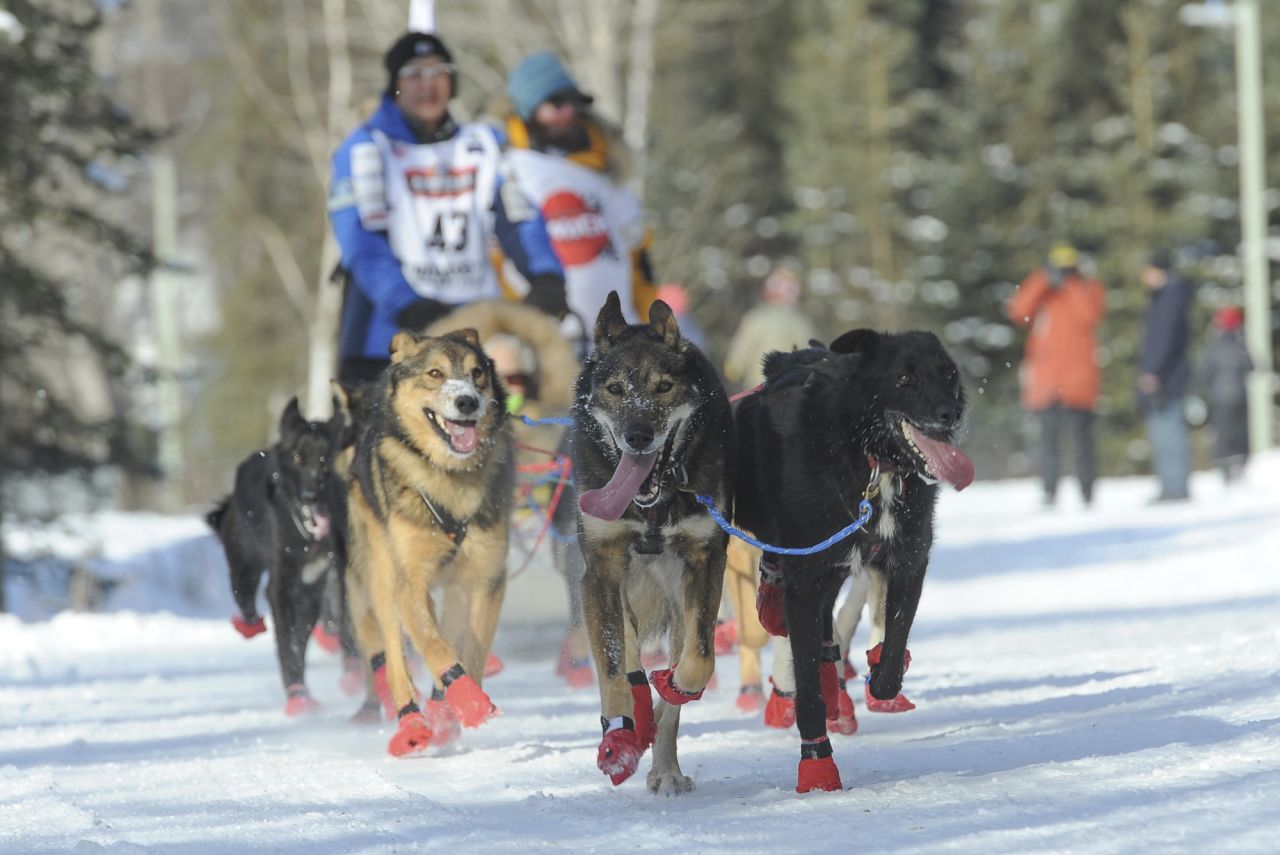 <strong>Teams of dogs: </strong>There are 12 to 16 dogs on each team. At least five dogs must be in harness pulling the sled at the finish line. 