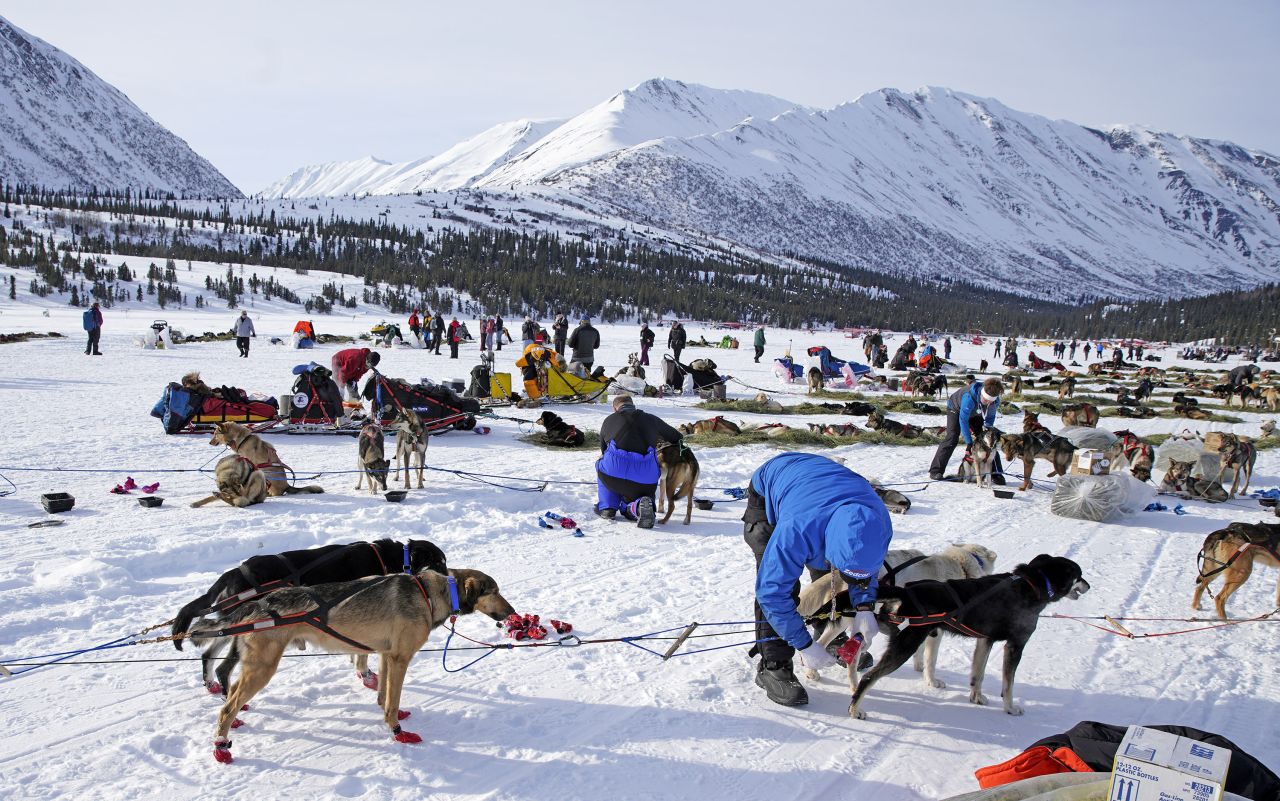 <strong>Health check:</strong> Veterinarians check over dogs at the Puntilla Lake checkpoint during the 2019 race.