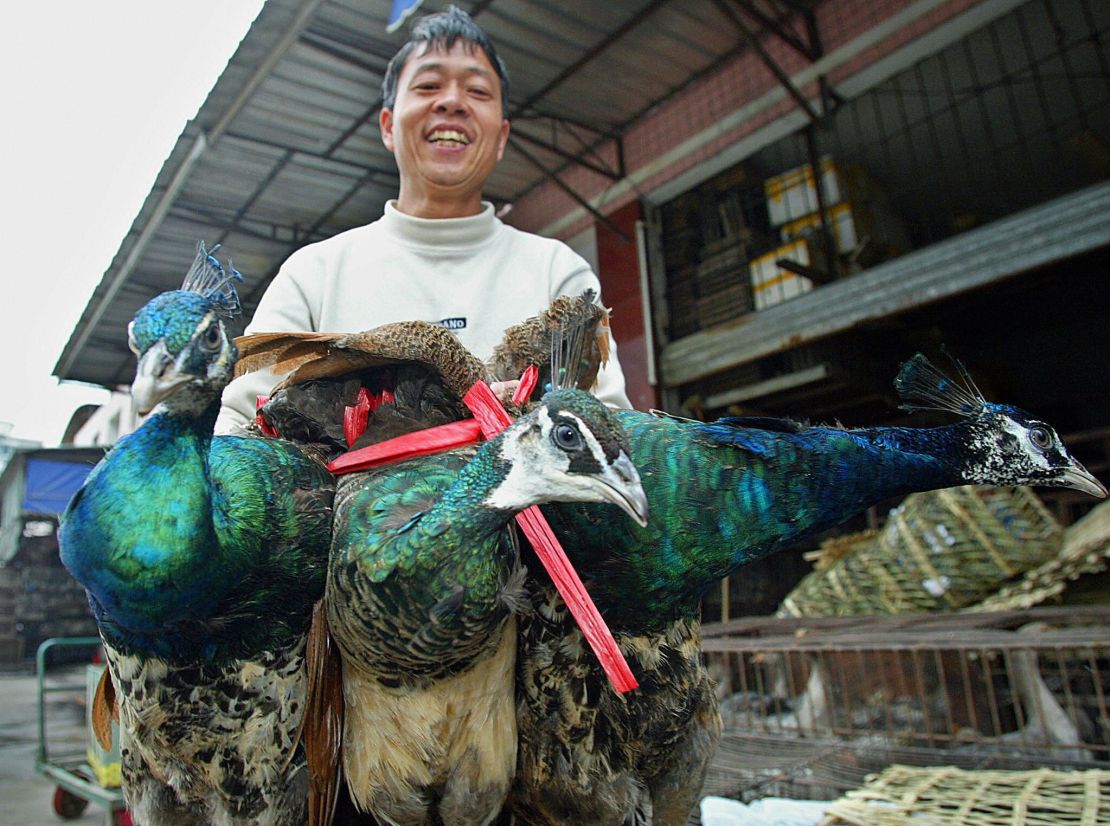 A vendor sells three peacocks at a wildlife animals market in Guangzhou, January 2004.