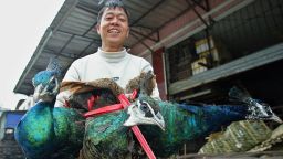 GUANGZHOU, CHINA:  A vendor sells three peacocks at a wildlife animals market in Guangzhou, 10 January 2004. A campaign to wipe out civet cats is under way in southern Guandong province where the first case of Severe Acute Respiratory Syndrome (SARS) in months has been confirmed. AFP PHOTO/LIU Jin  (Photo credit should read LIU JIN/AFP via Getty Images)
