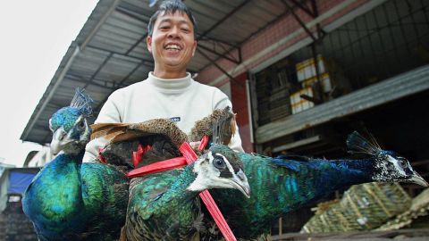 A vendor sells three peacocks at a wildlife animals market in Guangzhou, January 2004.