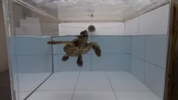 Loggerhead turtle in experimental arena smelling airborne odorants. 