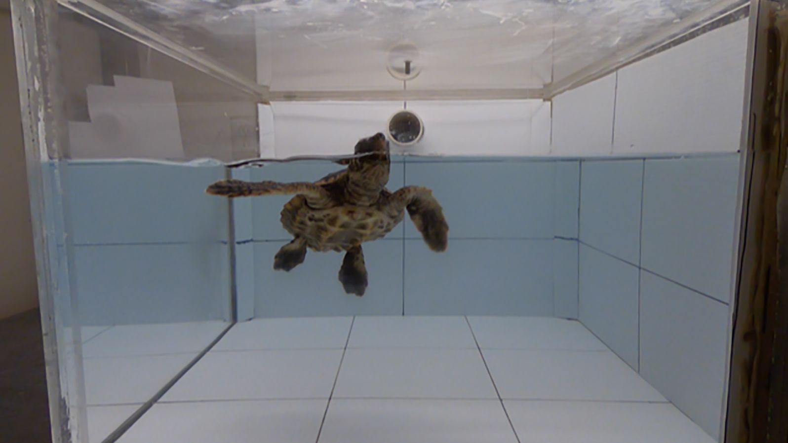 A loggerhead turtle swims in an experimental arena. 