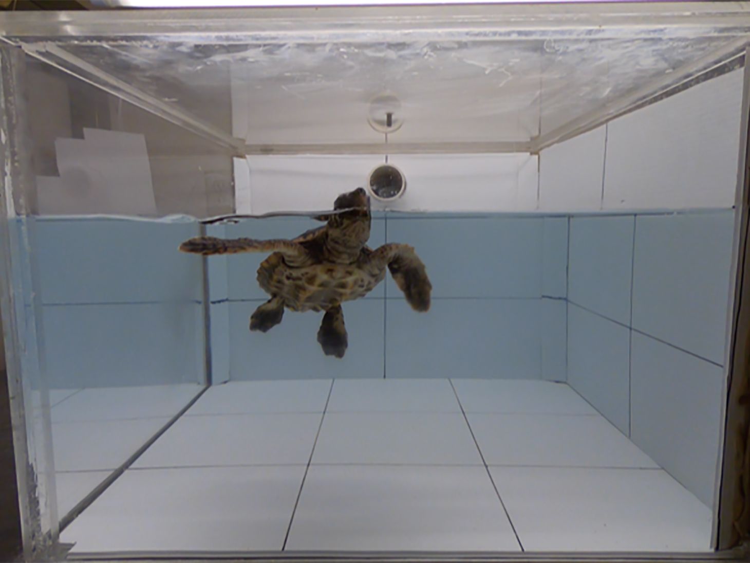 How Do Turtles Smell?