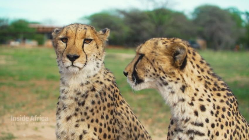 Namibia Cheetah genome inside africa_00083109.jpg