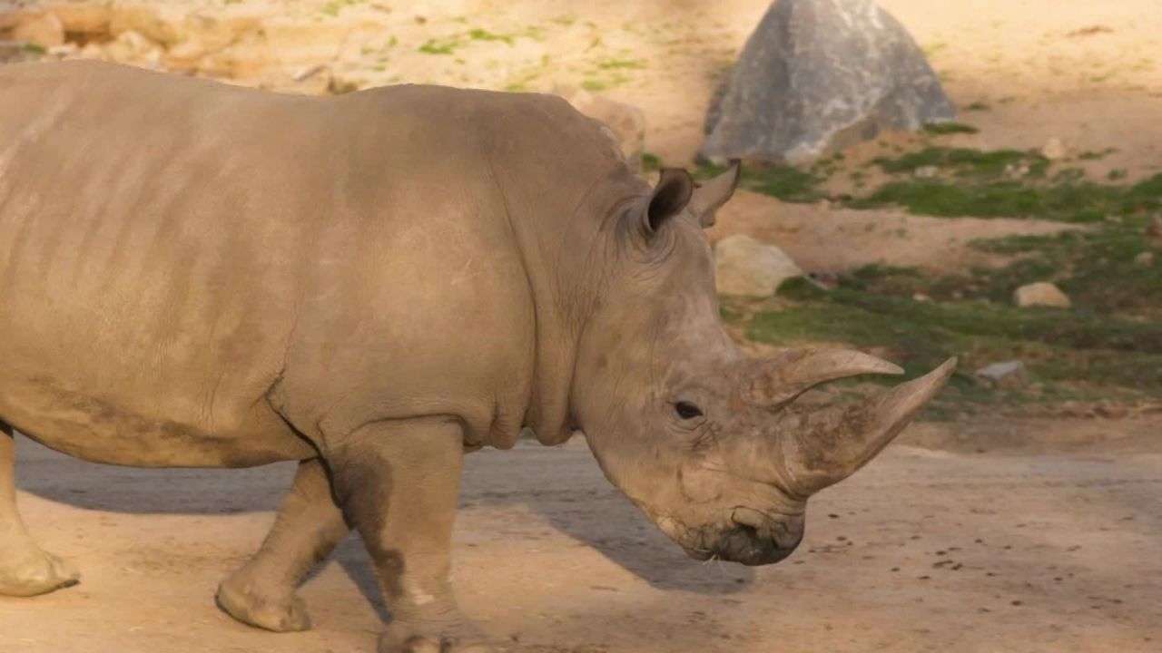 Northern white rhinos embryos _00000000.jpg