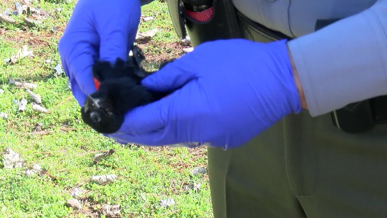 Mothershead holds an injured red-winged blackbird found in a field.