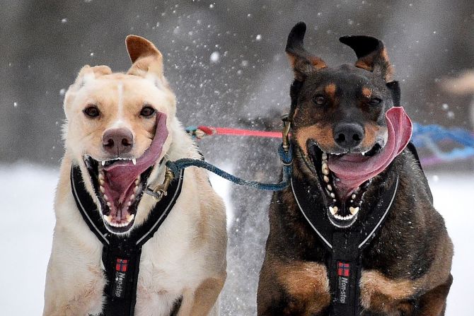 Dogs run in the Open World Championship Sled Dog Races during the Fur Rendezvous on March 1 in Anchorage, Alaska.