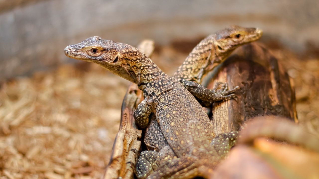 A komodo dragon with no male partner gave birth to three hatchlings | CNN