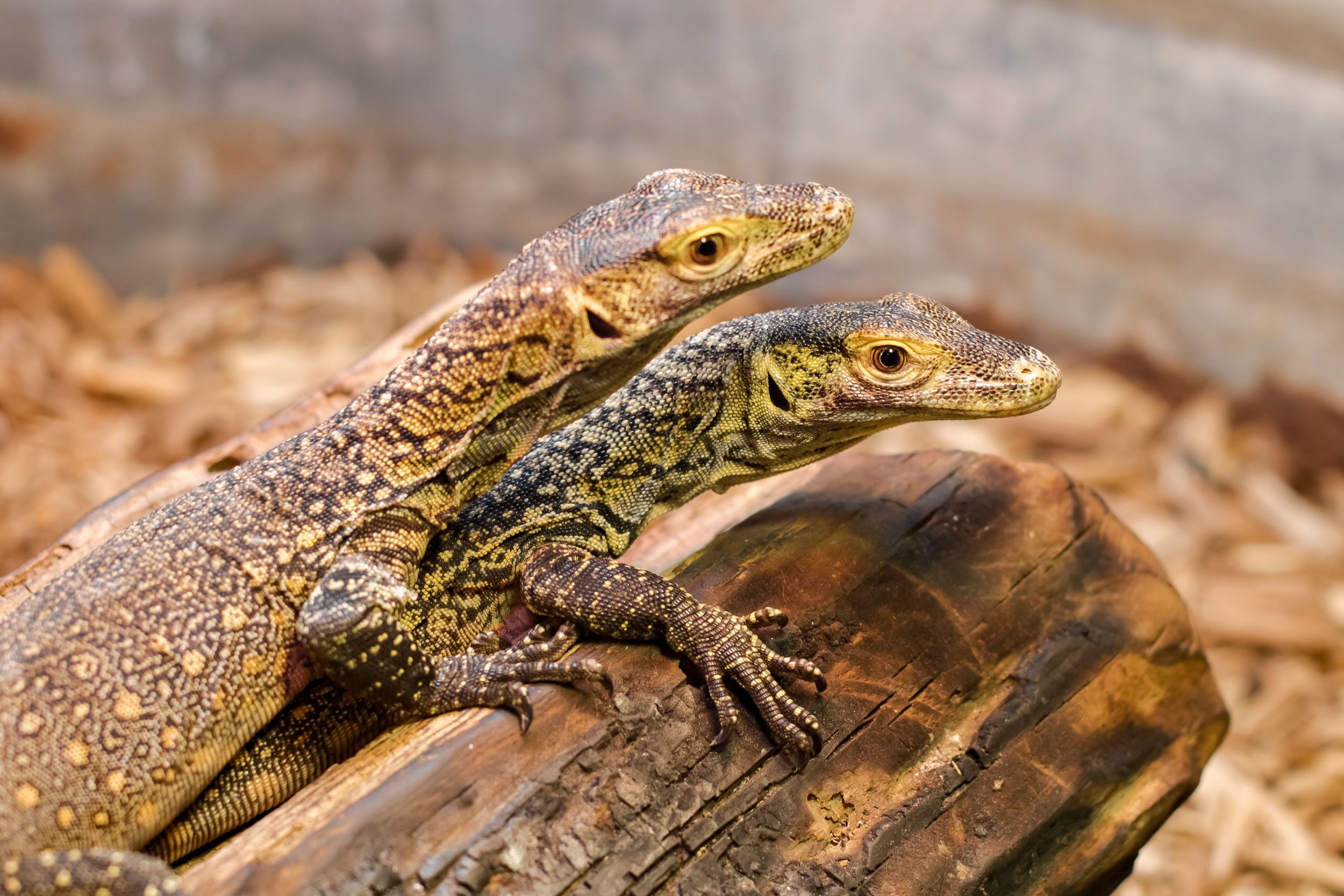 A komodo dragon with no male partner gave birth to three hatchlings | CNN