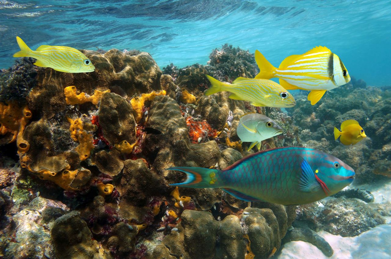 Jamaica, homes to colorful corals reefs, has been moved to Level 2 by the CDC.