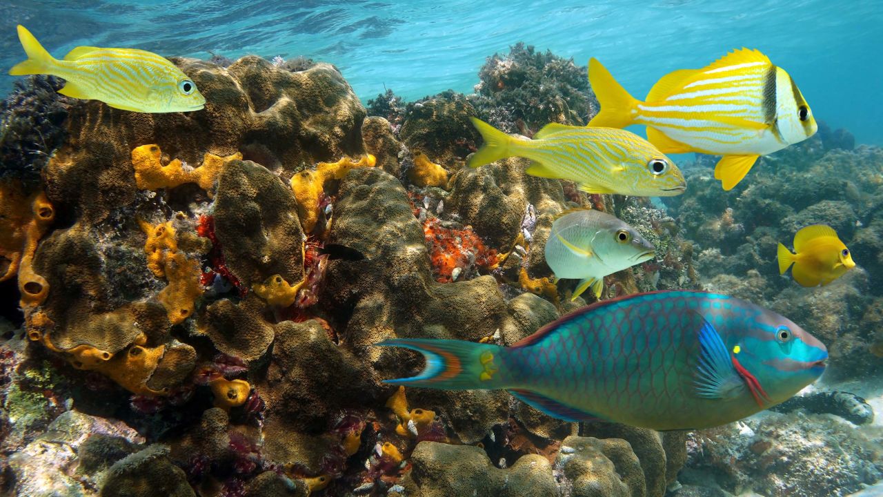 Jamaica, homes to colorful corals reefs, has been moved to Level 2 by the CDC.
