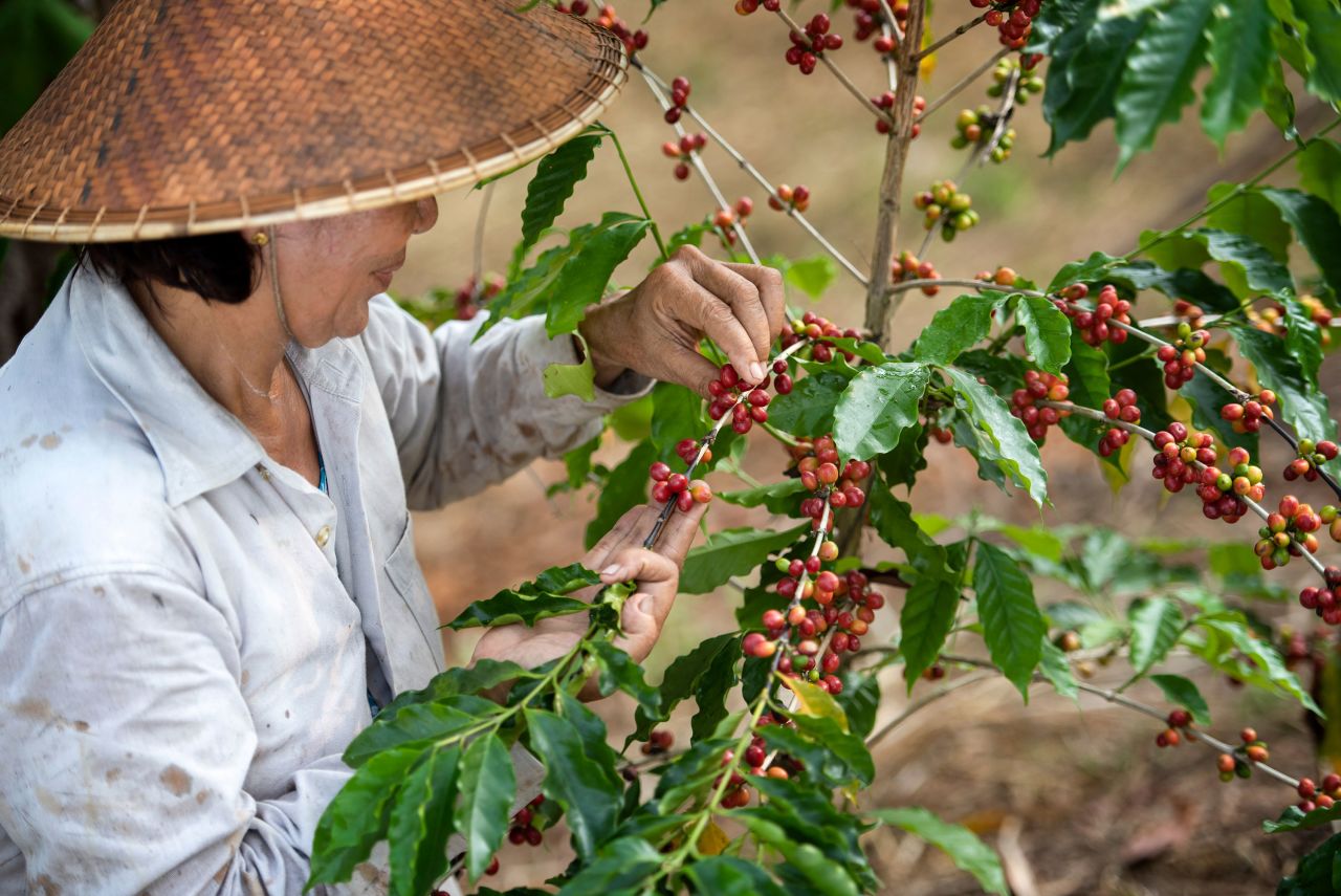 Coffee cherries are harvested -- usually by hand -- between November and February.