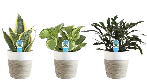 Costa Farms Clean Air 3-Pack O2 for You Live House Plant Collection