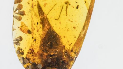 01 dinosaur bird head skull amber