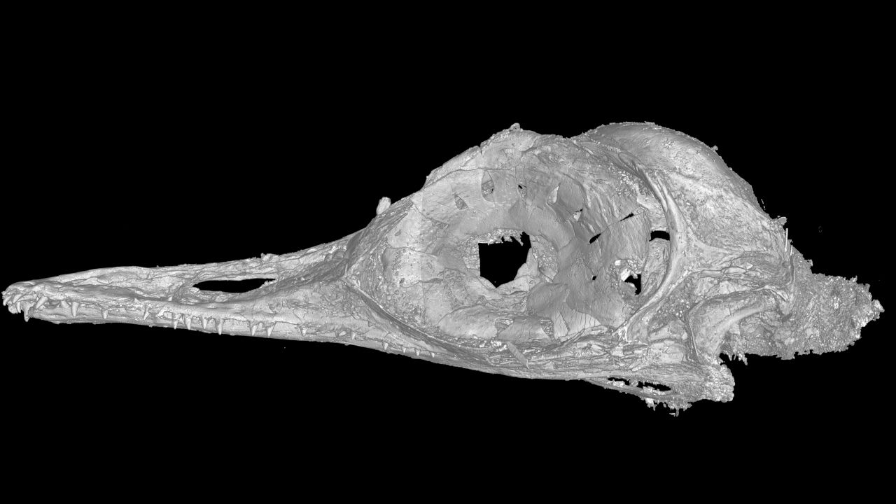 A CT scan of the skull of Oculudentavis by LI Gang, Oculudentavis means eye-tooth-bird, so named for its distinctive features.