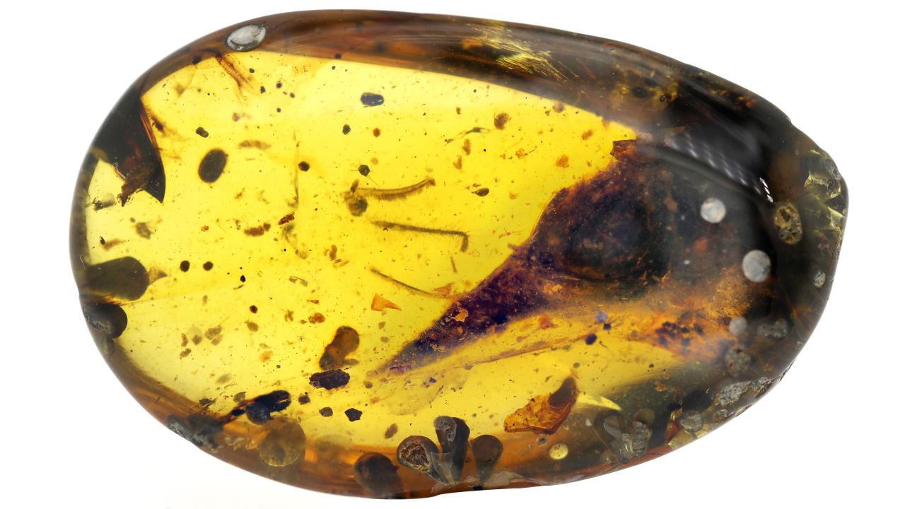 Burmese amber with the skull of a tiny dinosaur species called Oculudentavis. The skull is 99 million years old, nearly perfectly preserved inside.