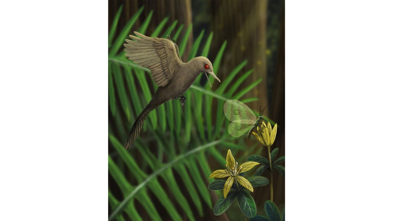 An artistic rendering of Oculudentavis imagining what it looked like preying on an insect by HAN Zhixin.