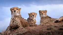 A group of cheetahs in Namibia.