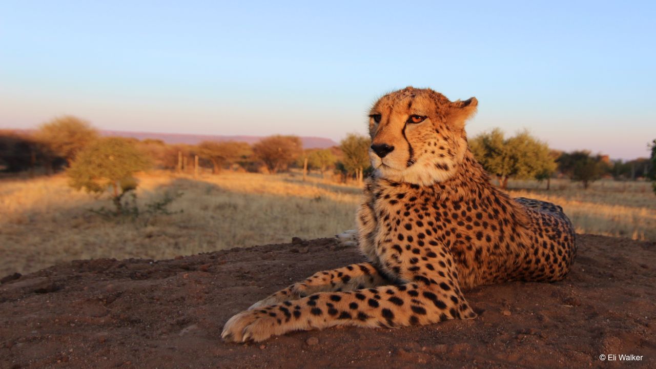 KhayJay the cheetah ambassador resting