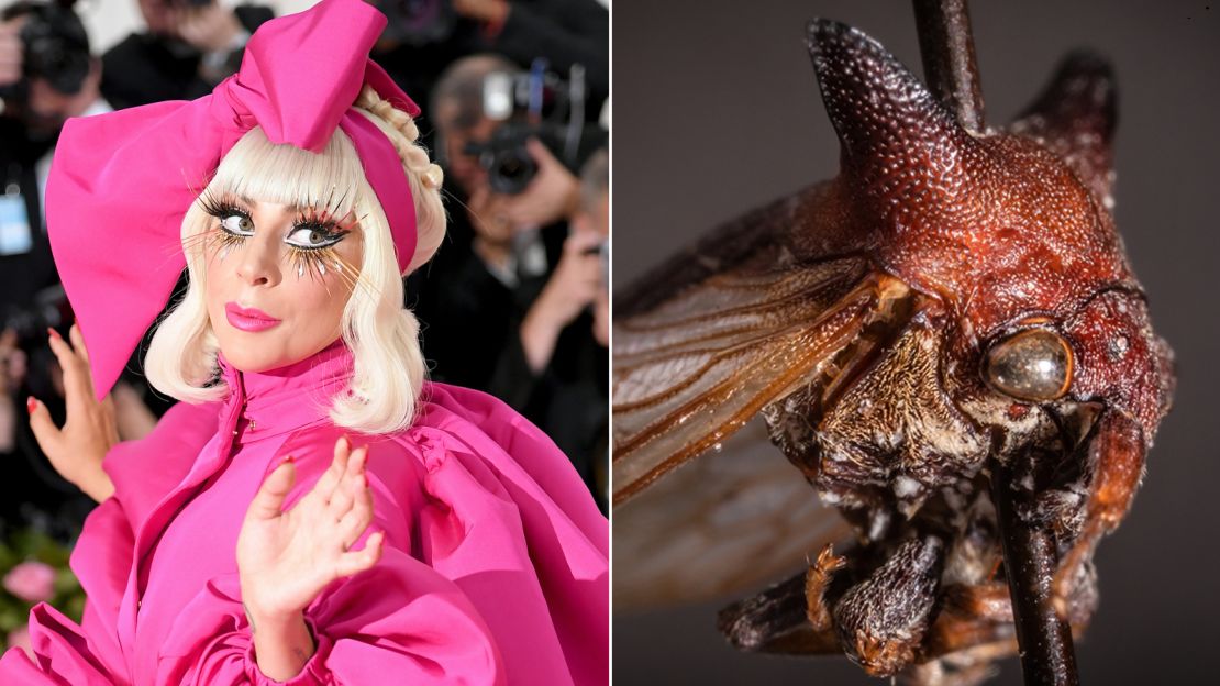 The resemblance is uncanny, though Kaikaia gaga's aesthetic may hew more closely to Lady Gaga's punkish "Born This Way" era.
