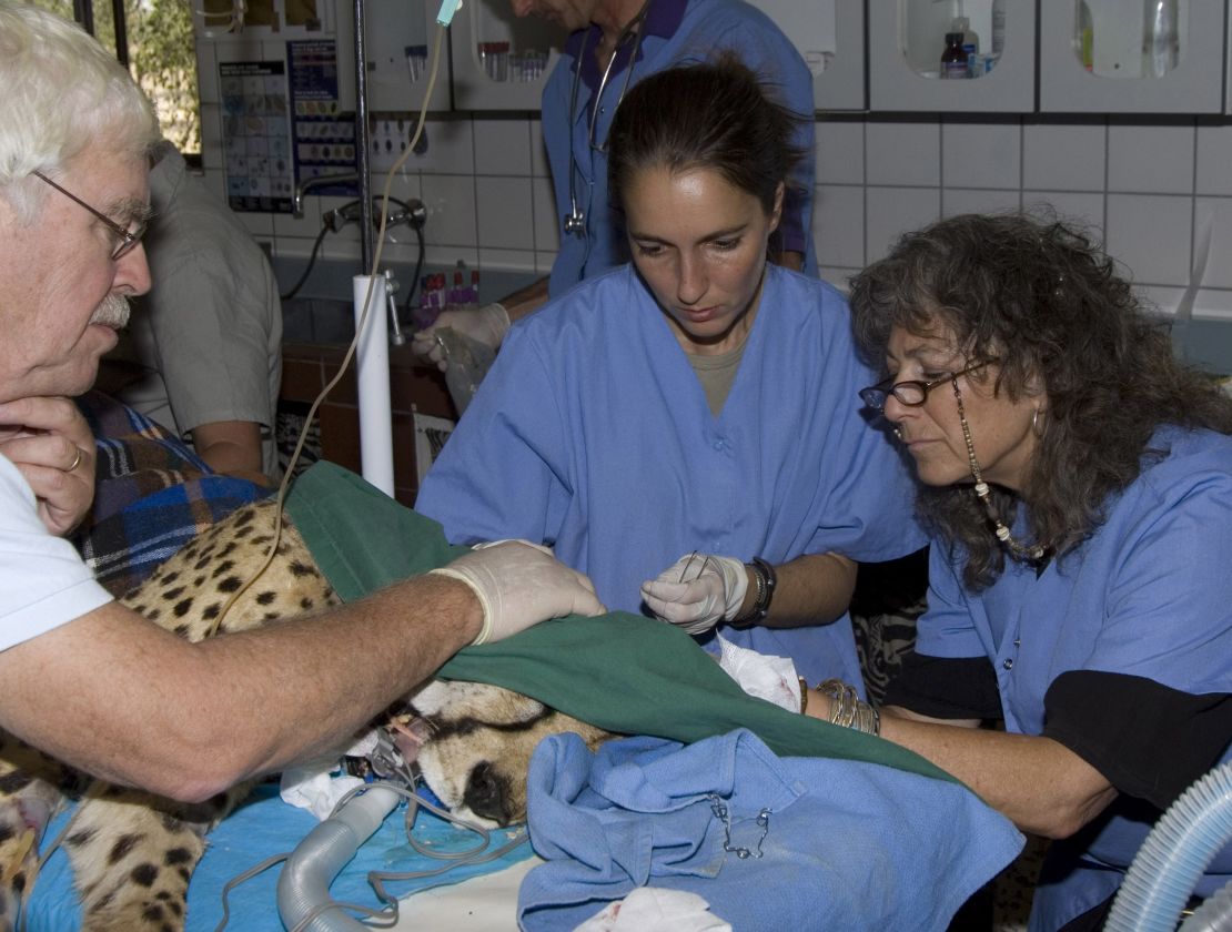 Dr Laurie Marker and her colleagues, Dr. Stephen J. O'Brien and Dr. Anne Schmidt-Kuentzel, taking biological samples from Chewbaaka the cheetah that were later used to map the cheetah genome. 