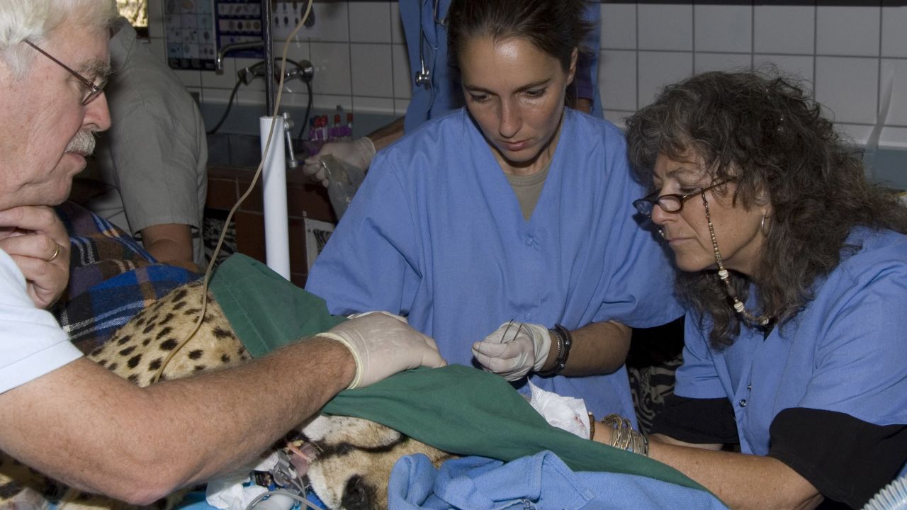 Dr Laurie Marker and her colleagues, Dr. Stephen J. O'Brien and Dr. Anne Schmidt-Kuentzel, taking biological samples from Chewbaaka the cheetah that were later used to map the cheetah genome.
