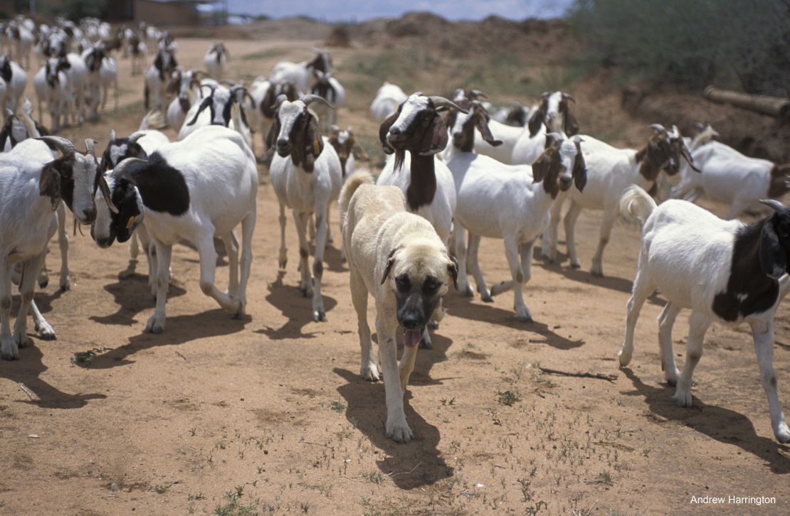 Livestock Guarding Dog protecting its herd from wild cheetahs in Namibia. 