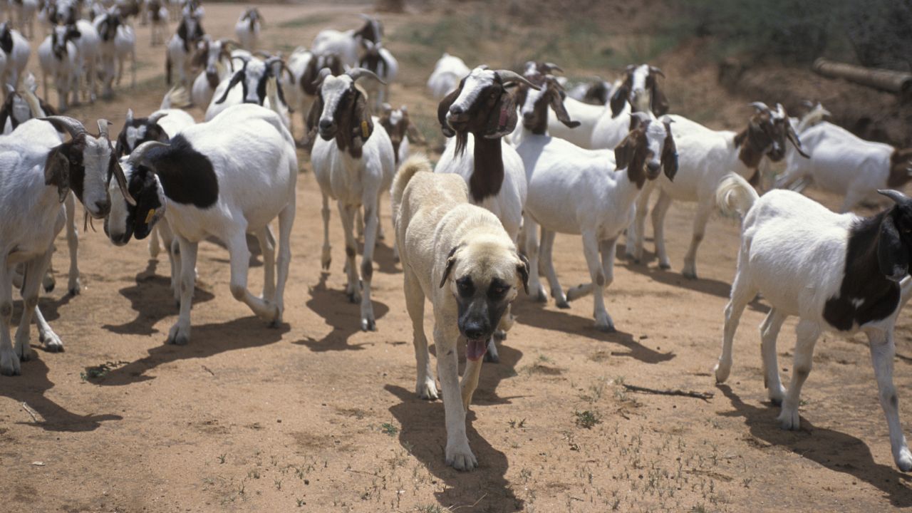Livestock Guarding Dog protecting its herd from wild cheetahs in Namibia.