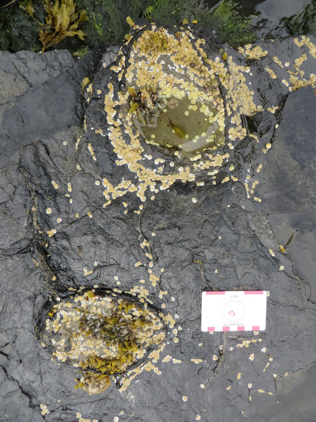 These are fossil tracks left by a stegosaur on the Isle of Skye.