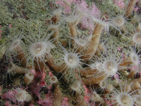 Mesozoanthus fossii, an encrusted anemone first described in 2009.