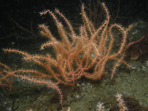 Swiftia comauensis, a coral first described in 2015.
