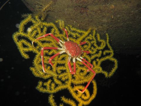 An unknown species of gorgonian of the genus Acanthogorgia, with an unknown and potentially new species of crab.