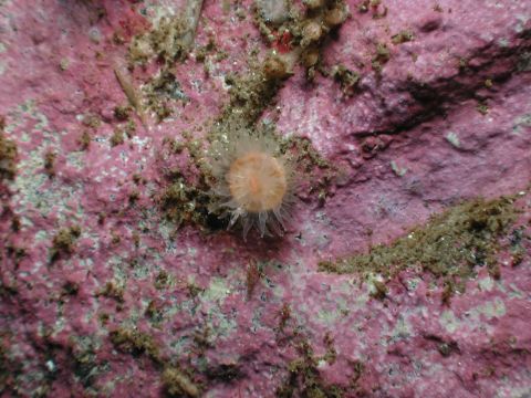 Tethocyathus endesa, a stony coral found at depths up to 240 meters, first described in <a href="http://www.marinespecies.org/aphia.php?p=taxdetails&id=286862#distributions" target="_blank" target="_blank">2005</a>, by Häussermann and Forsterra. 