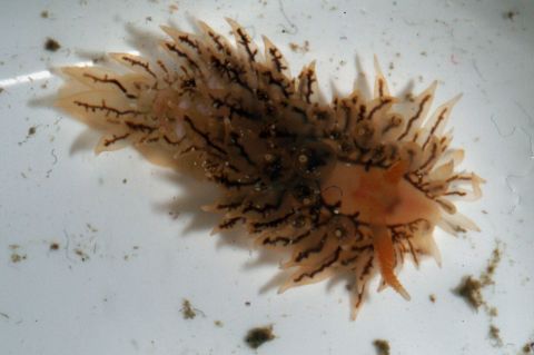 Opisthobranchia nudibranch Janolus, a new species in the process of being described by taxonomists.