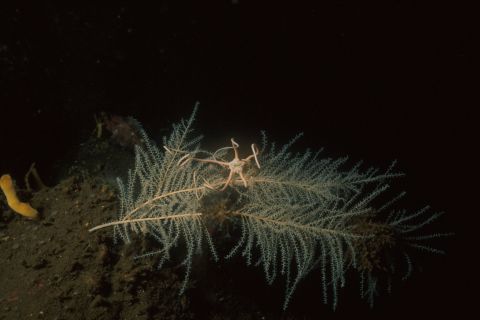 Gorgonian Thouarella, a new species in the process of being described by taxonomists.