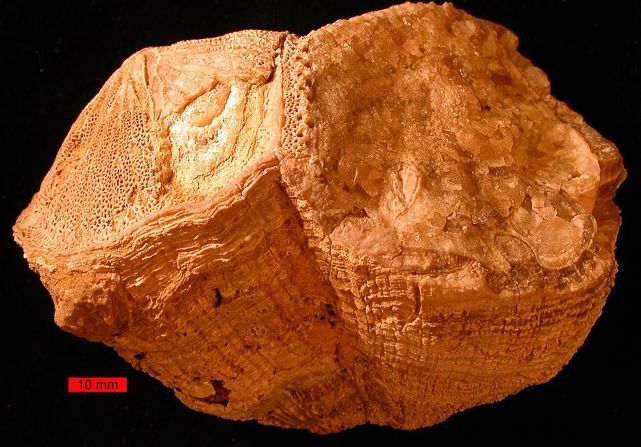 A fossil of an ancient rudist clam called Torreites sanchezi revealed that Earth's days lasted 23.5 hours 70 million years ago. 