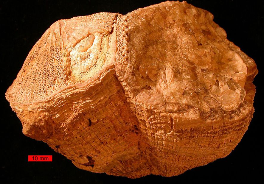 A fossil of an ancient rudist clam called Torreites sanchezi revealed that Earth's days lasted 23.5 hours 70 million years ago. 