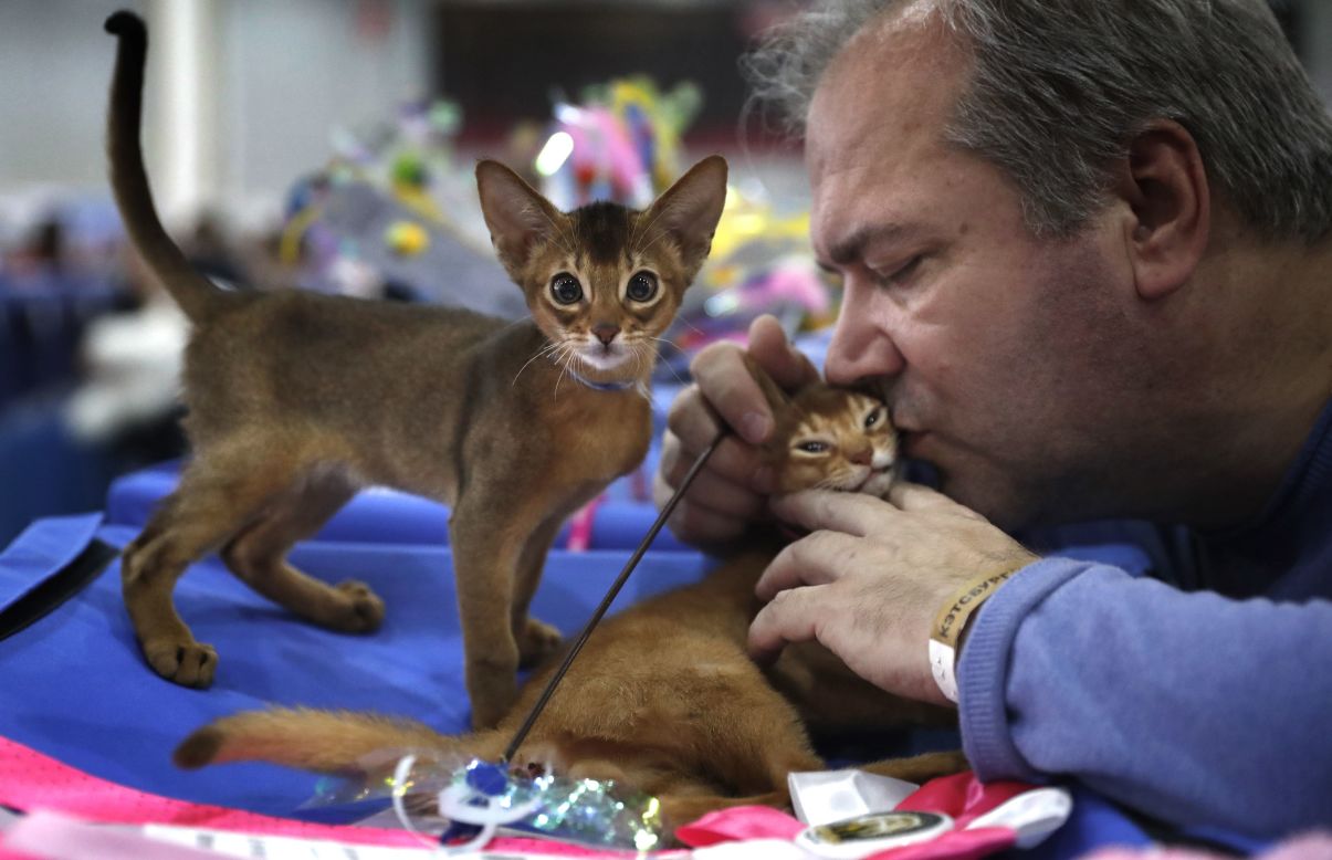 Abyssinian cats are presented by their owner at the Catsburg international cat show in Moscow on Sunday, March 8.