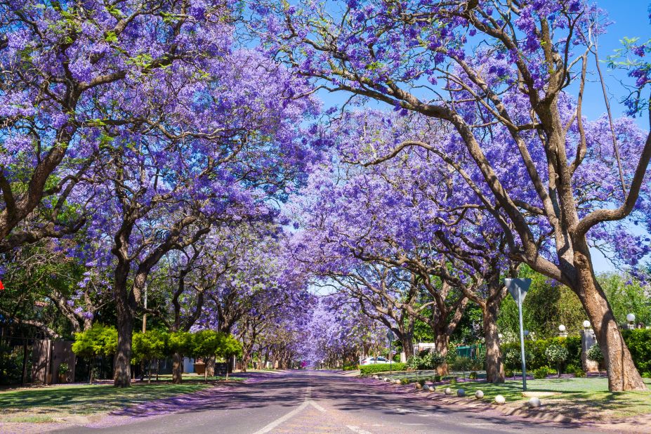 <strong>Jacaranda trees in Pretoria, South Africa: </strong>September brings purple blossoms to Pretoria, one of South Africa's three capital cities. 