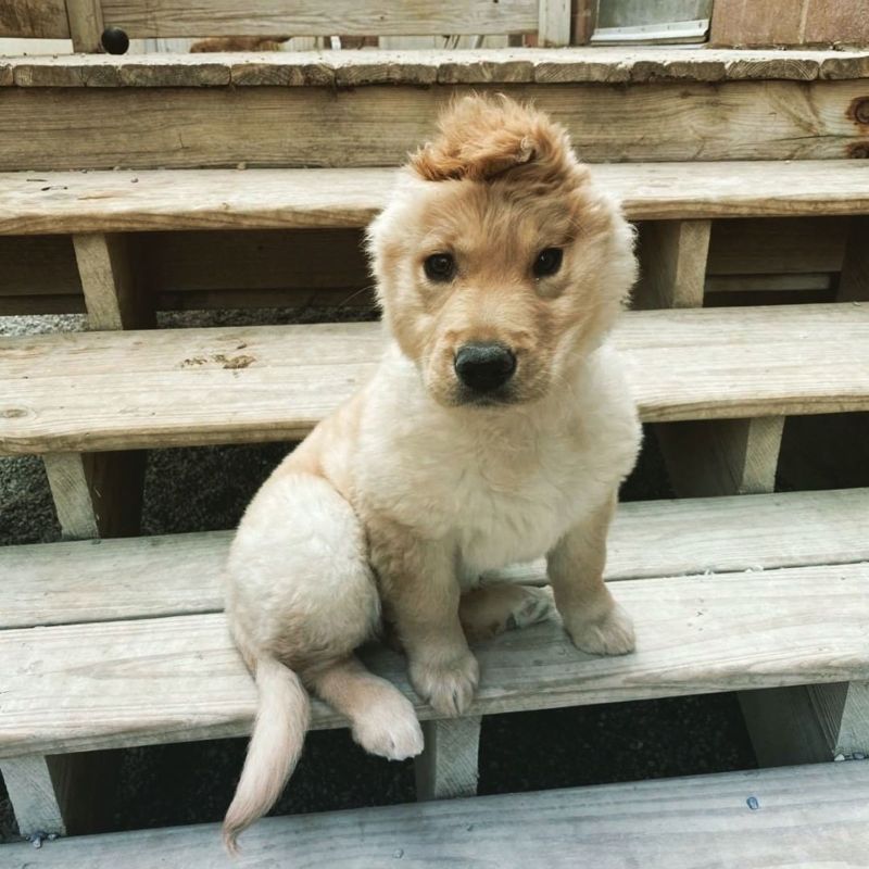 Golden retriever puppies store instagram