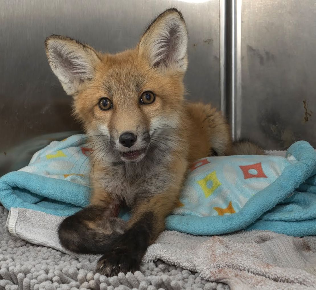 One of many foxes that AWARE Wildlife Center has rescued and rehabilitated through the years. 