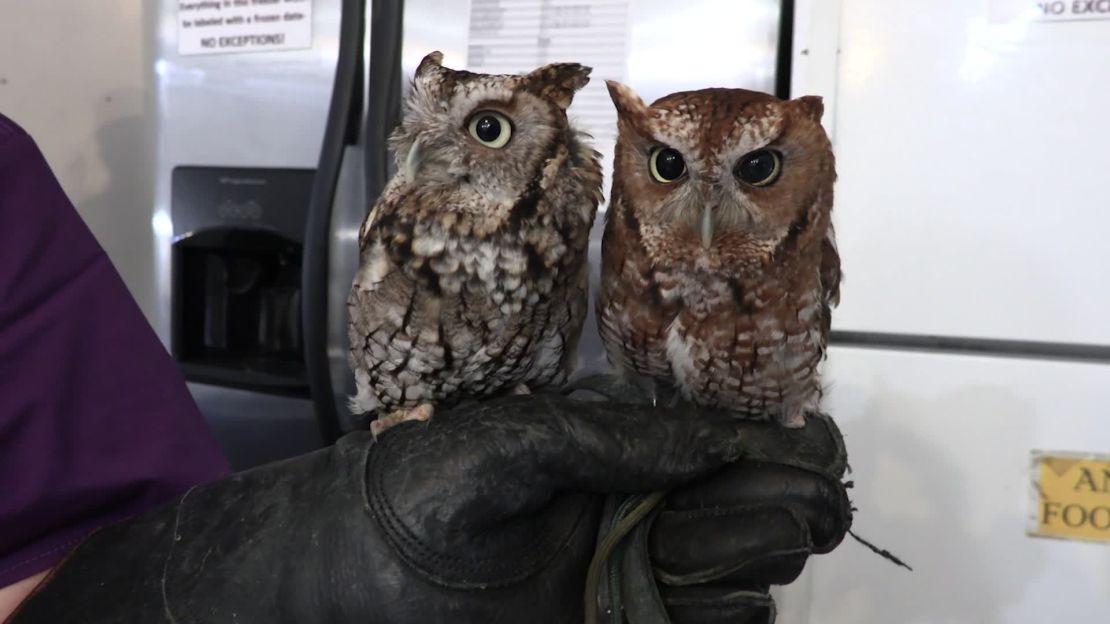 These Eastern screech owls were brought into AWARE after it's believed they were hit by cars. They sustained serious eye injuries that left them with poor depth perception -- permanently unable to hunt and live in the wild. They are now ambassador birds used to educate the public. 