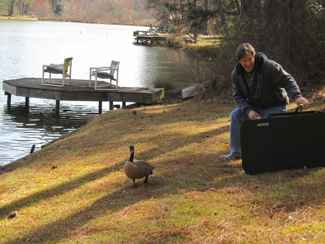 Neal Matthews releases a goose behind his Tucker, Georgia, home. The goose was operated on by the nonprofit AWARE after it became entangled in fishing line. 