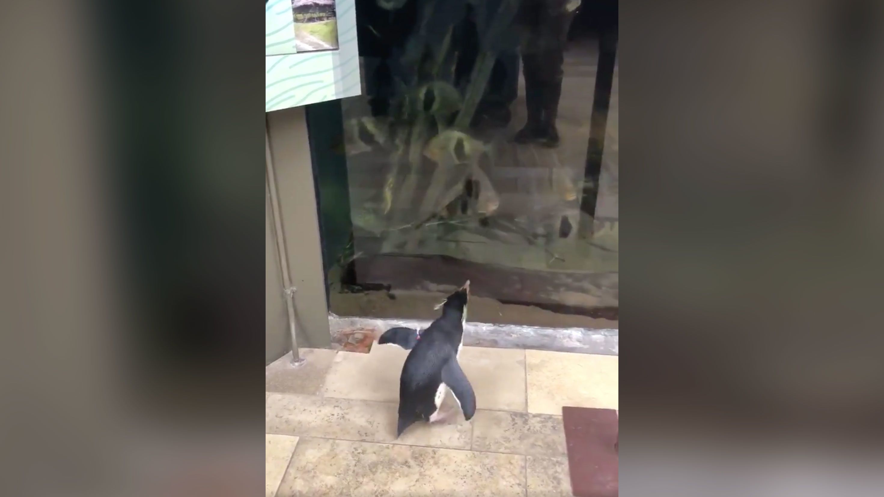 With the aquarium closed to humans, penguins take opportunity to explore and visit other animals | CNN